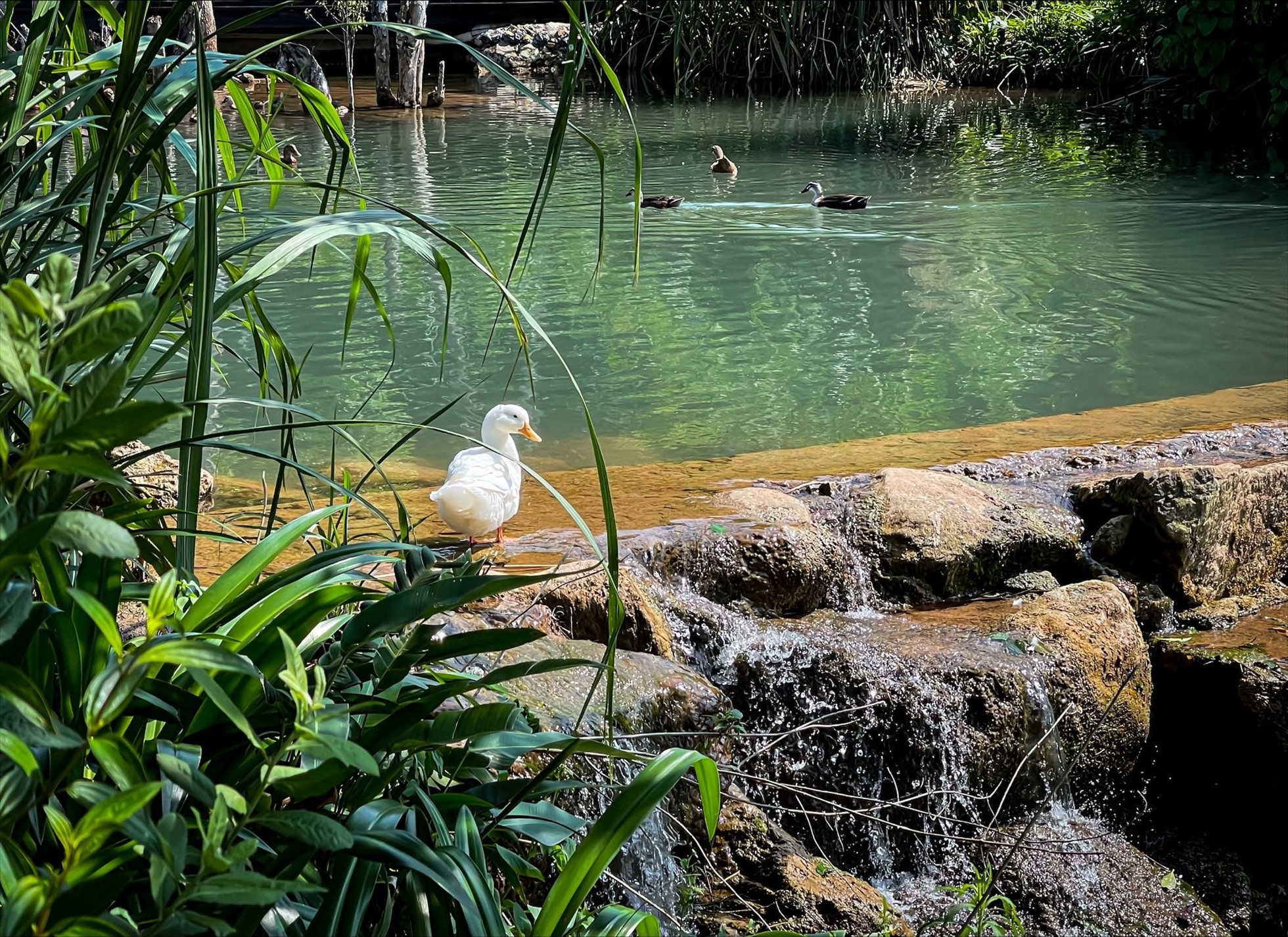 Mỗi góc nhỏ trong resort đều mang đến cảm giác yên bình, gần gũi với thiên nhiên.