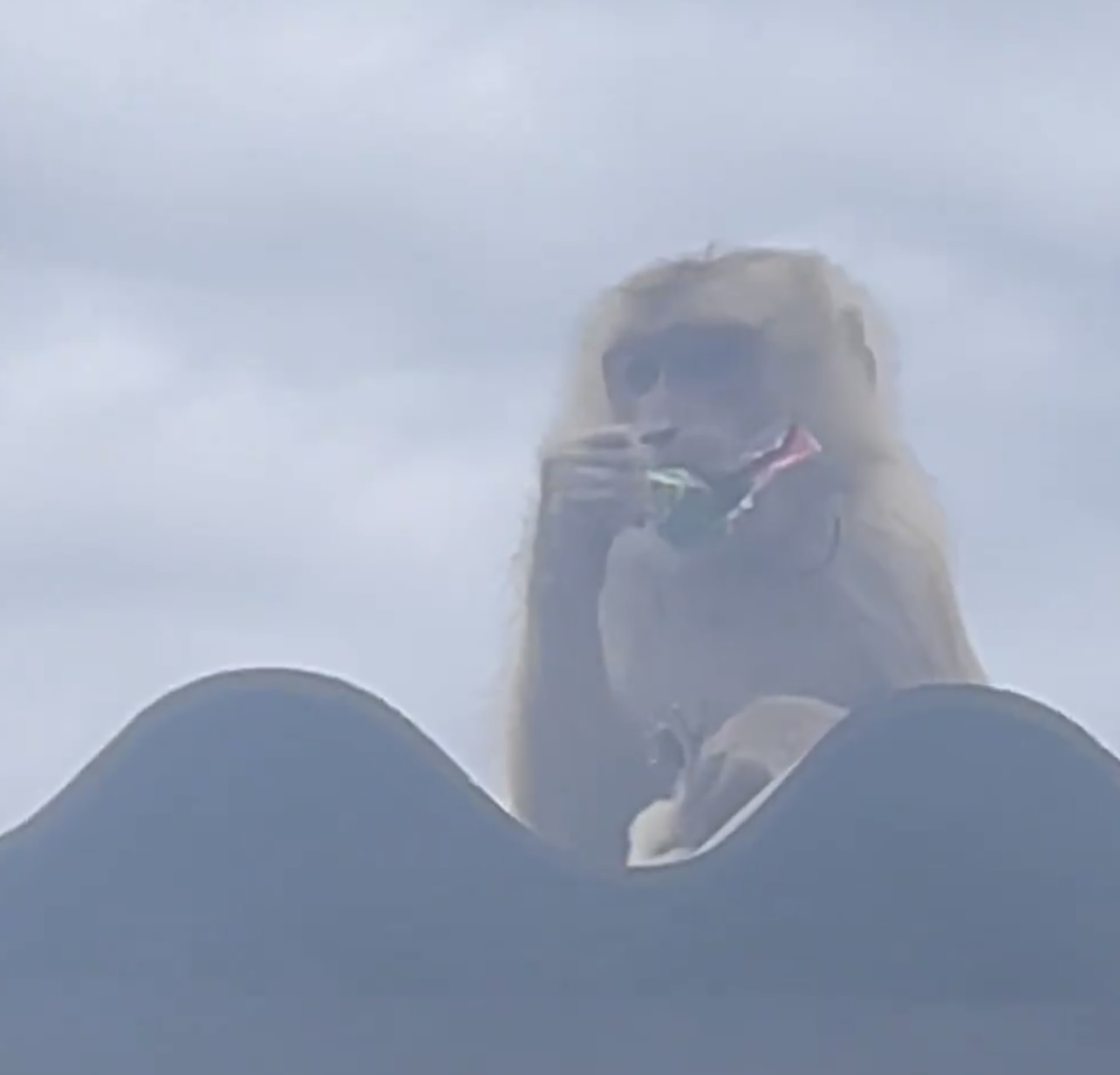 Khỉ ngồi trên mái nhà dân. Ảnh: NDCC