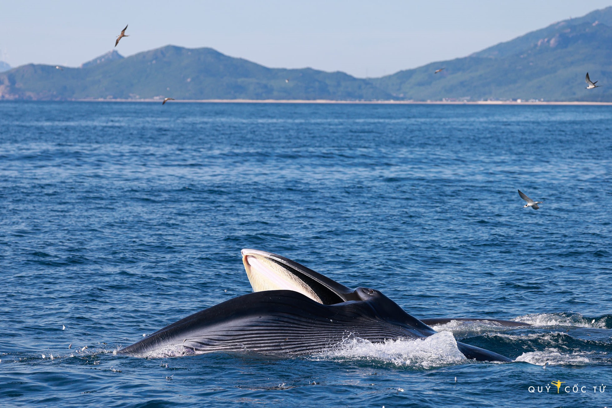 Chùm ảnh về những con cá voi xanh giữa đại dương - Tuổi Trẻ Online