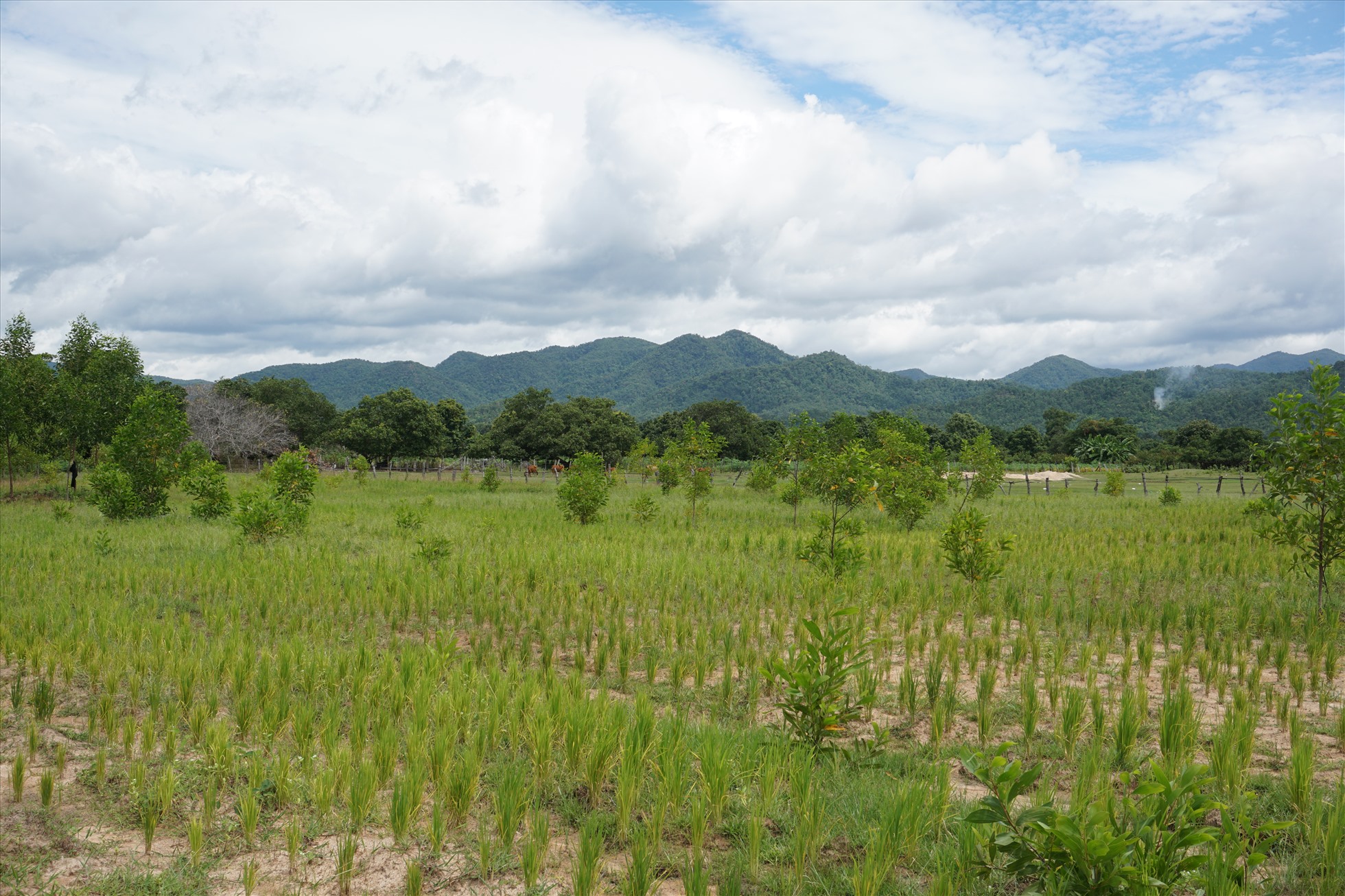 Rừng keo lai bị chết yểu, còi cọc giữa ruộng lúa người dân canh tác vốn là đất lâm nghiệp. Ảnh T.T