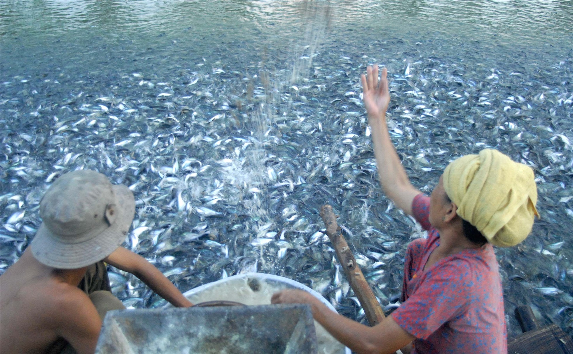 Điểm nuôi cá tra giống tư nhân ở An Giang. Ảnh: TC