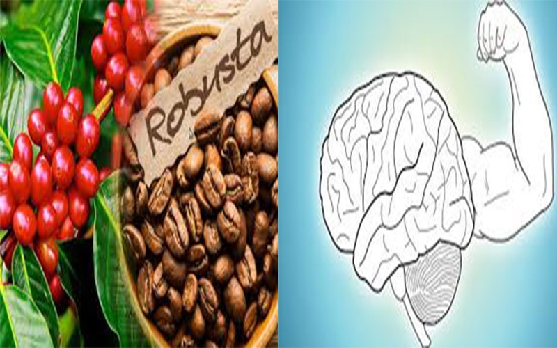 Hạt cà phê: Nhiều nghiên cứu chỉ ra caffein có trong hạt cà phê kết hợp với adenosine trong não kích thích hệ thần kinh trung ương giúp bạn cảm thấy tỉnh táo và tăng khả năng ghi nhớ ngắn hạn. Tuy nhiên, bạn không nên sử dụng cà phê vào ban đêm vì nó có thể gây mất ngủ, ảnh hưởng xấu tới sức khỏe.