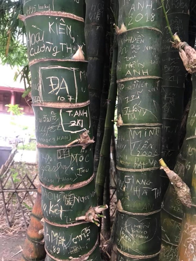 Hay ở một trường hợp khác, những bụi tre lâu năm ở khu du lịch Tây Thiên, Vĩnh Phúc bị người dùng vật nhọn khắc tên, tạo nên những tổn thương vĩnh viễn trên thân cây. - Ảnh: Ký sự đường phố.
