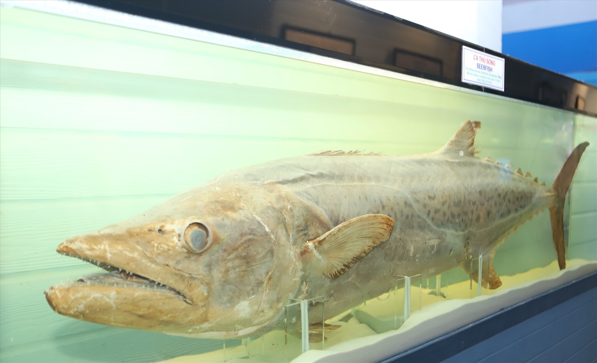 Mẫu vật cá Thu Song được bày trong Viện hải dương học Nha Trang.