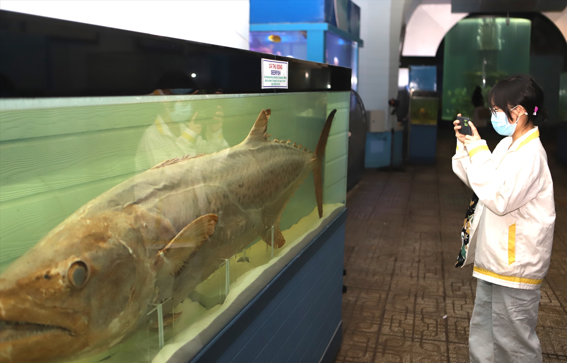 Mẫu vật cá Thu Song được bày trong Viện hải dương học Nha Trang.