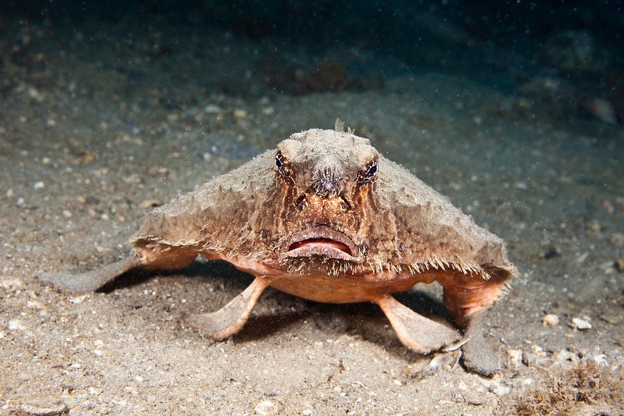 Ảnh: Shortnose Batfish