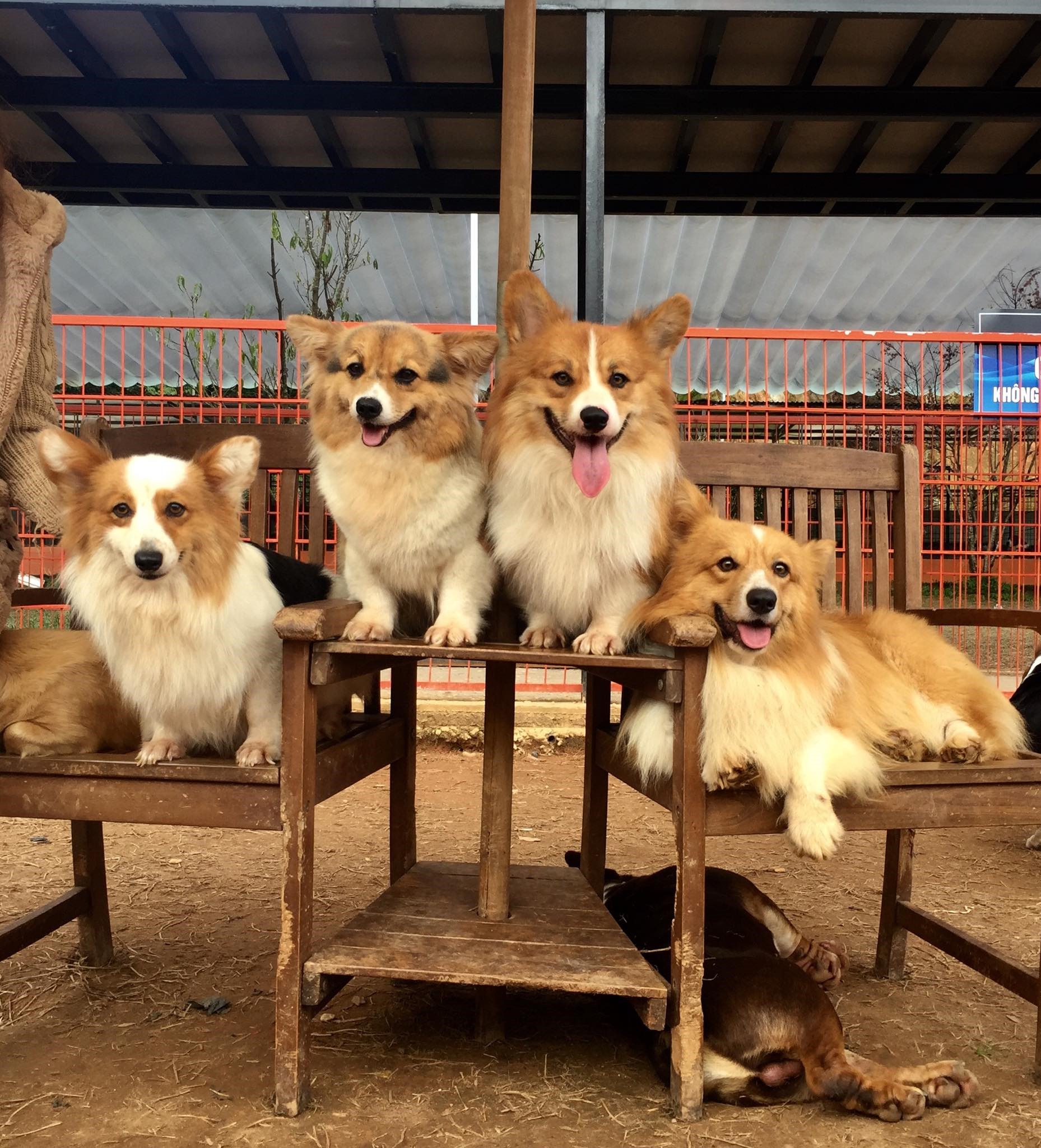 Những chú cún Corgi mông to, chân ngắn, nổi tiếng với sự thông minh, trung thành và tình cảm. Trại cún Corgi là một trong những điểm đến được yêu thích nhất tại nông trại cún Puppy Farm.