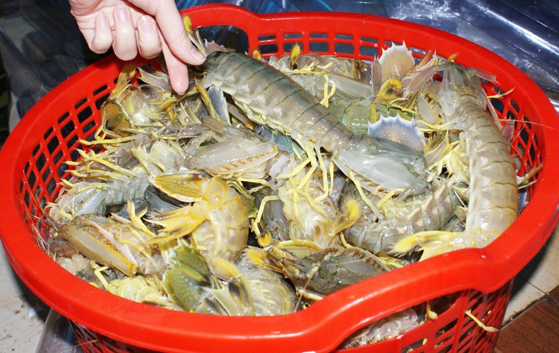 Bề bề Móng Cái. Ảnh: haisanquangninh