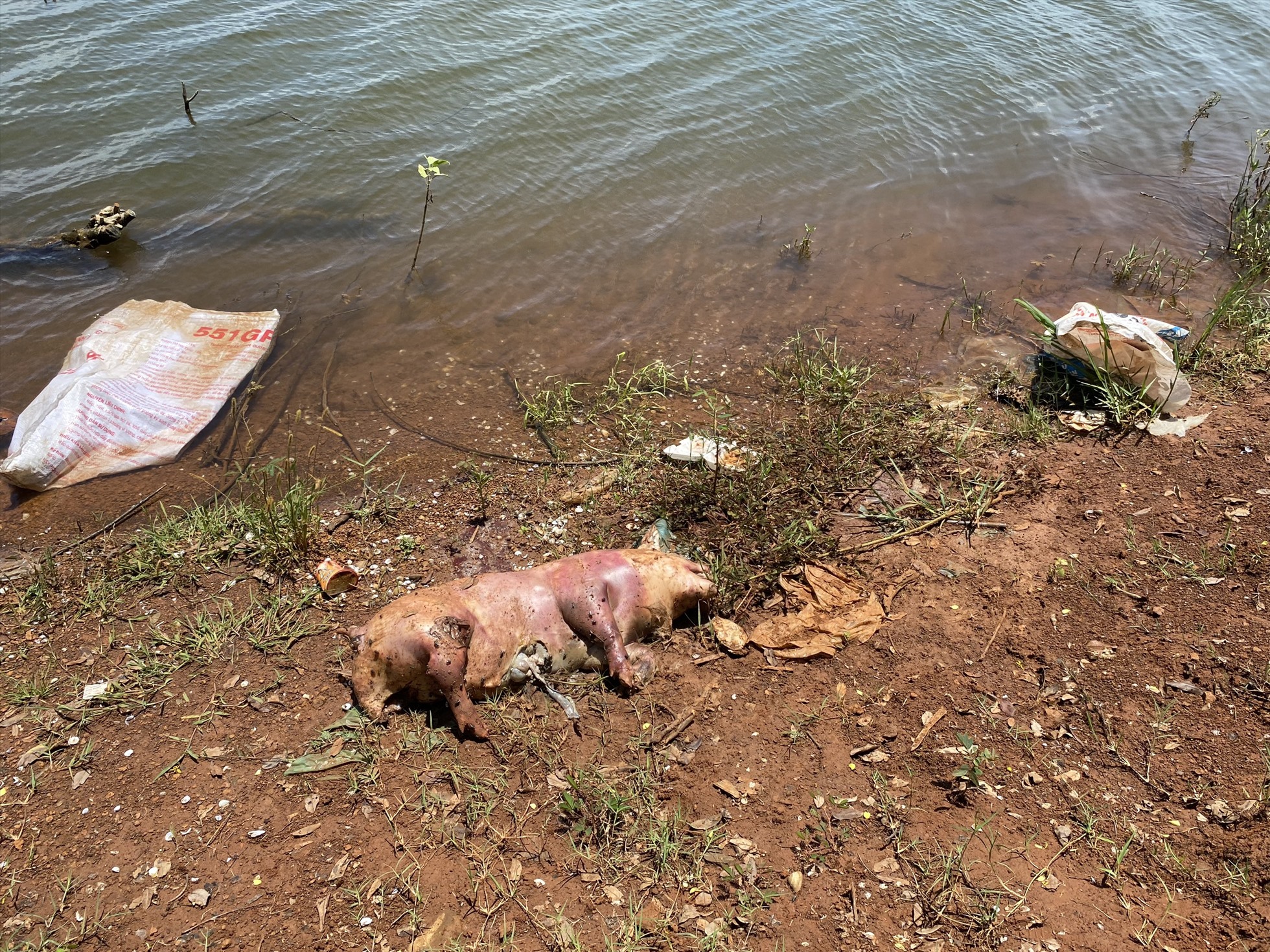 Mùi hôi thối từ xác lợn bốc lên tạo sự ức chế, khó chịu cho người dân lẫn du khách khi đi qua hồ Ea Kao. Ảnh: T.X