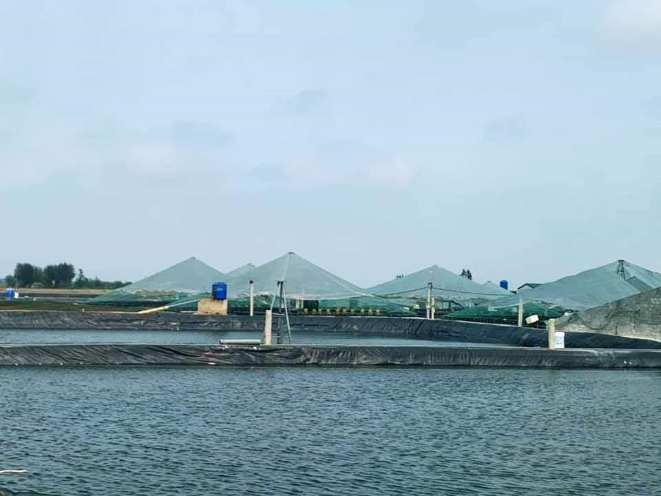 Mô hình nuôi trồng thủy sản công nghệ cao, thân thiện với môi trường của Công ty C.P tại Bình Định. Ảnh: D.Phương