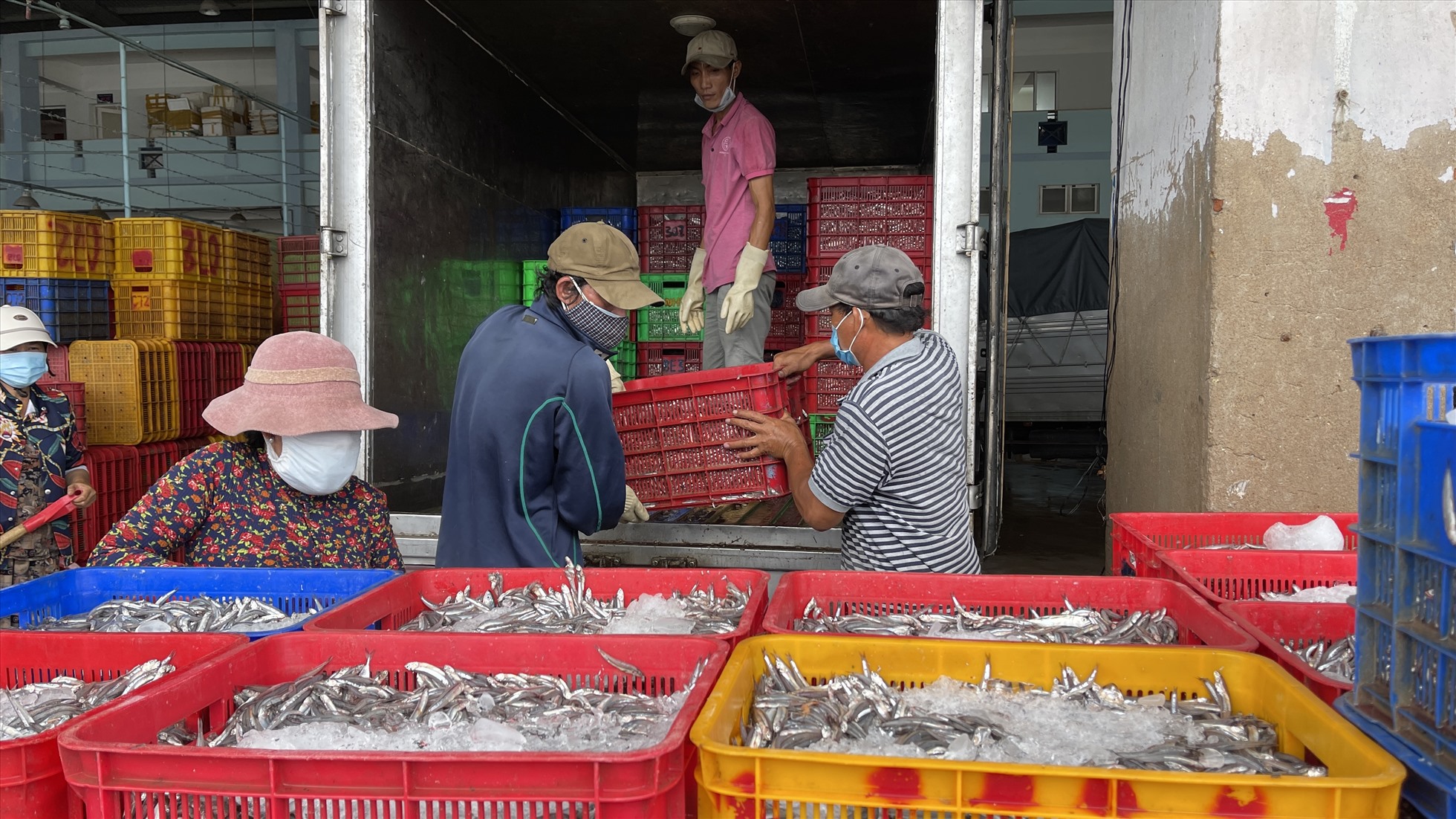 Thu mua cá cơm tại cảng Phan Thiết. Ảnh: DT