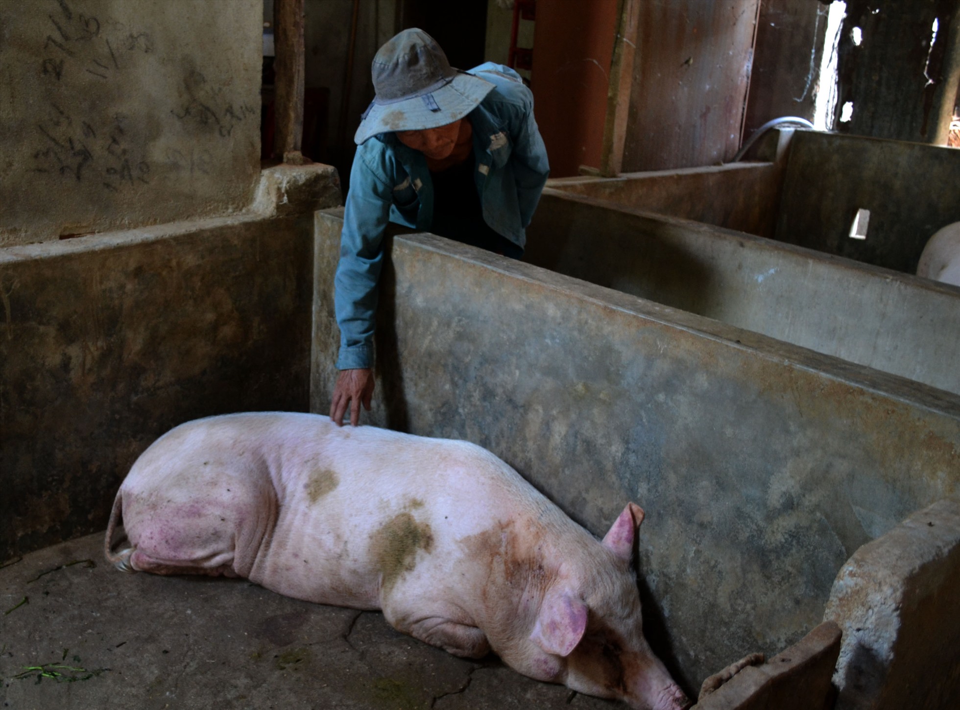 Lợn của ông Võ Minh Hồng ở thôn Bình Nam, xã Tịnh Bình, huyện Sơn Tịnh bị chết sau khi tiêm vắc xin phòng dịch tả lợn Châu Phi.