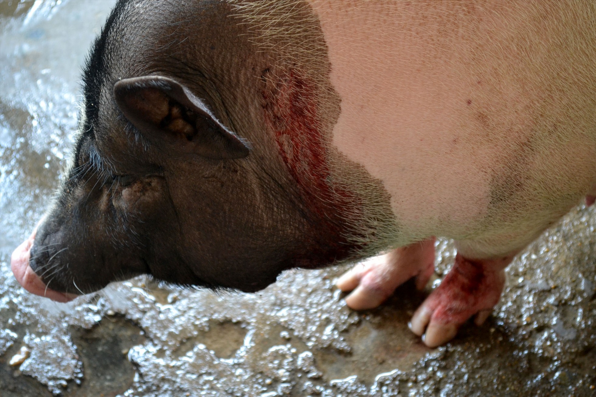 Rất nhiều lợn của người dân ở xã Tịnh Bình, huyện Sơn Tịnh bị xuất huyết ra da sau khoảng năm ngày tiêm vắc xin phòng dịch tả lợn Châu Phi.