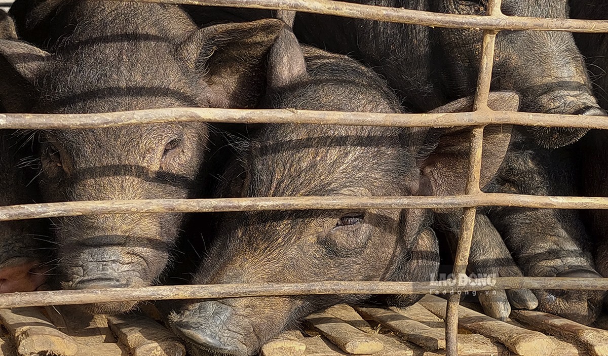 Cả chợ chỉ có mấy chú “lợn bản” - loại lợn được nuôi theo kiểu hoang dã và được khá nhiều người săn lùng, thế nhưng đến cuối phiên chợ cũng chưa có người mua.