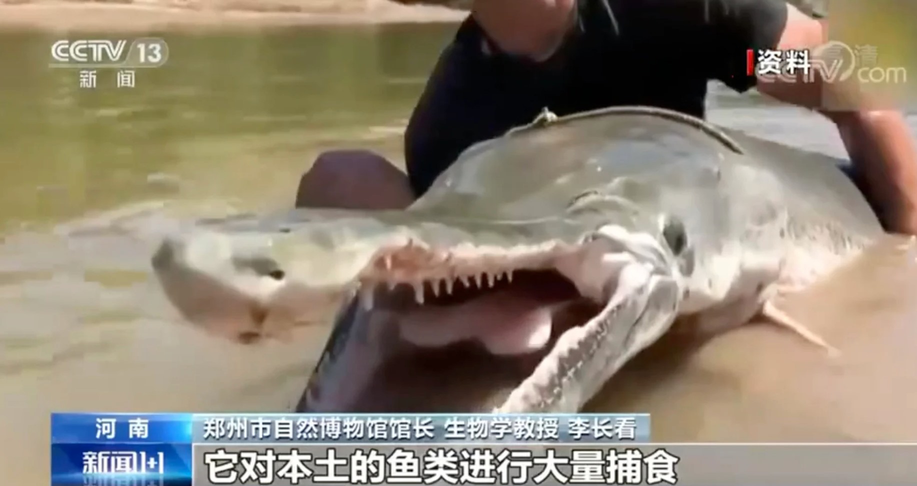 Một con cá sấu gar tương tự như con sống trong hồ ở Trung Quốc. Con cá lần đầu tiên được nhìn thấy bởi một người dân địa phương, nhưng đã thu hút sự chú ý của cả nước sau khi video về con vật này xuất hiện trên mạng một thời gian ngắn sau đó. Ảnh: CCTV