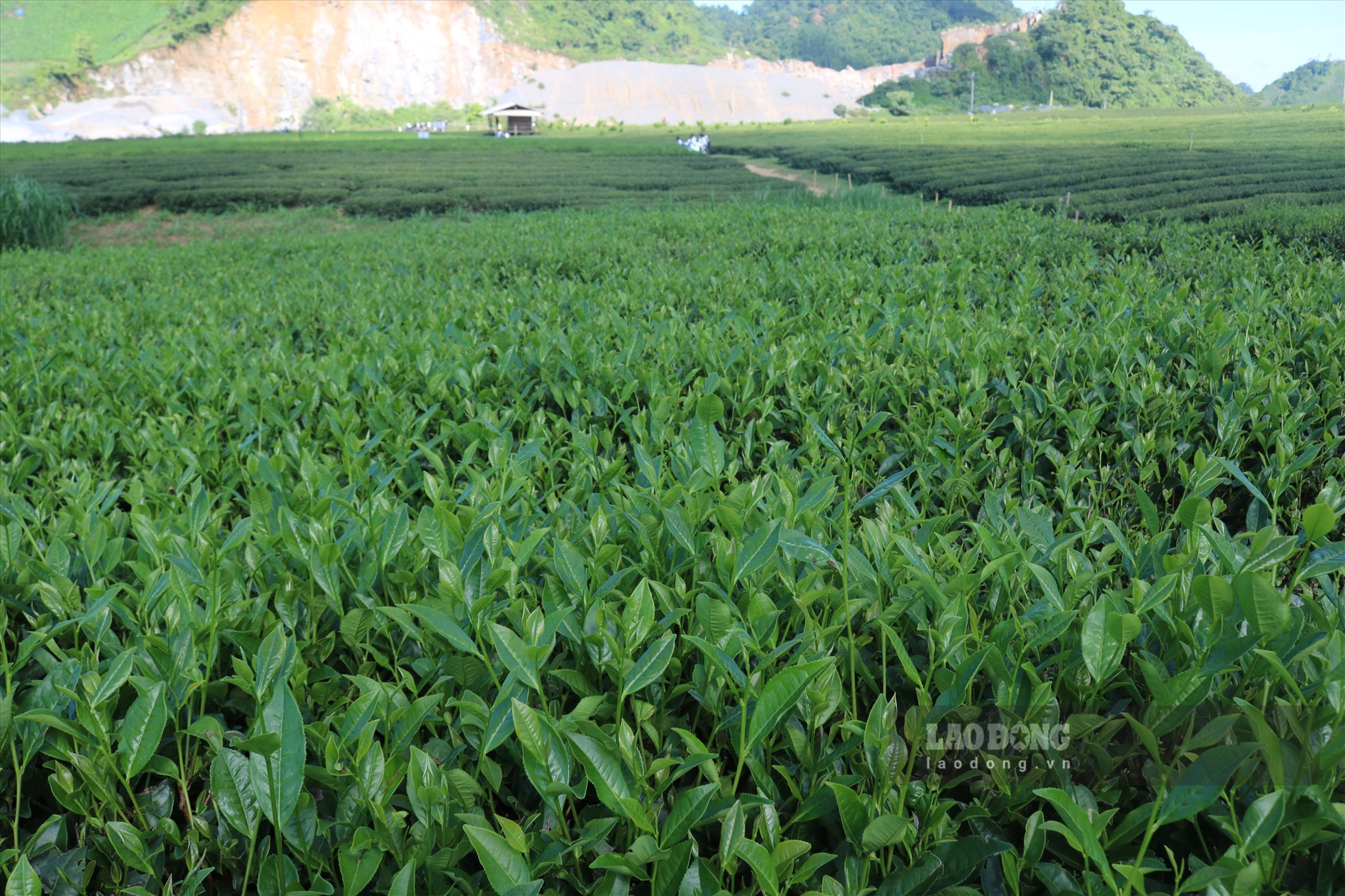 Những búp chè xanh non mơn mởn.