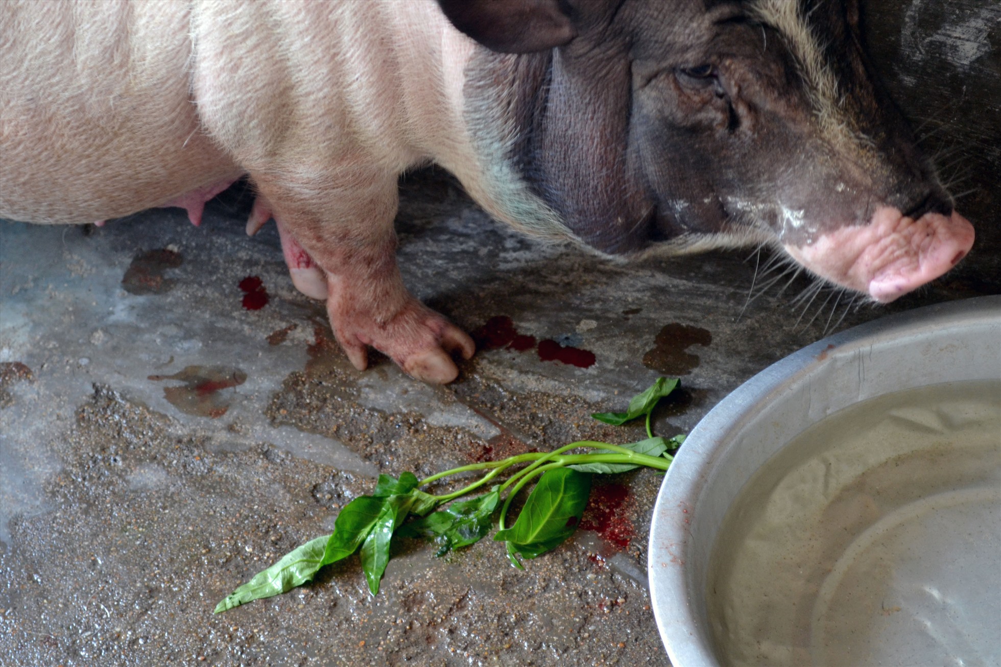 Sau khi tiêm vaccine phòng dịch tả lợn Châu Phi từ 5-7 ngày, nhiều con lợn của người chăn nuôi ở Quảng Ngãi bị sốt, bỏ ăn, máu xuất ra da, trong đó nhiều con bị chết.