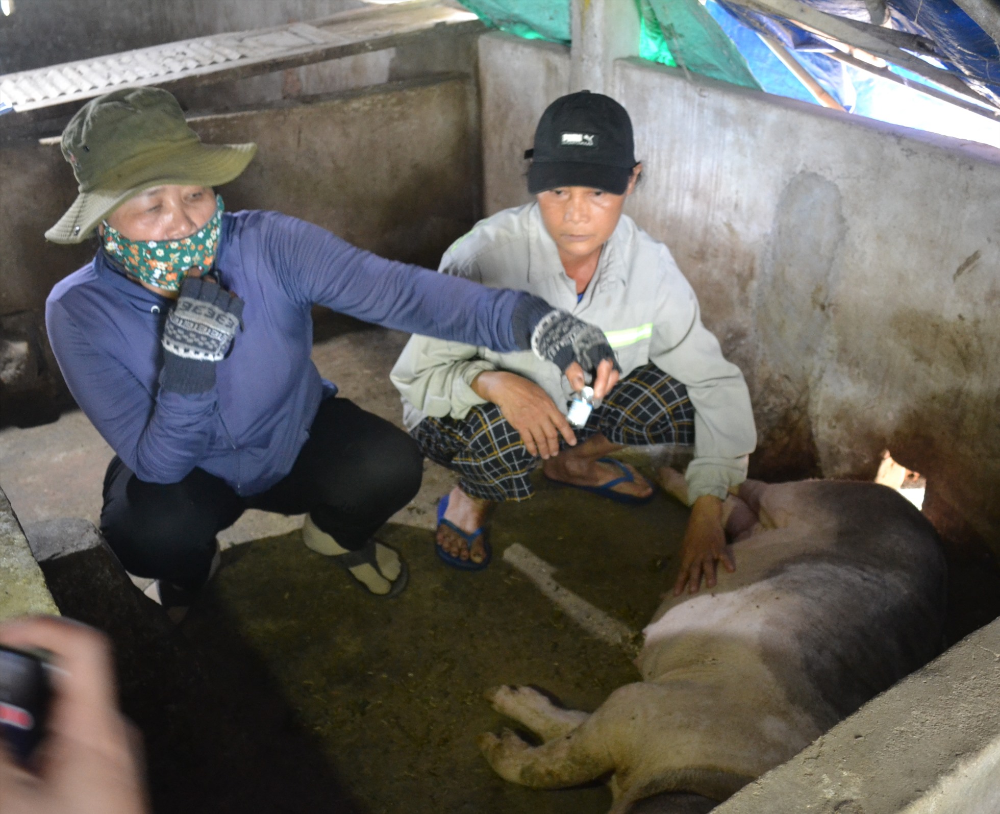 Mức hỗ trợ 1-2 triệu đồng cho mỗi con lợn bị chết sau khi tiêm vaccine là quá bèo bọt.