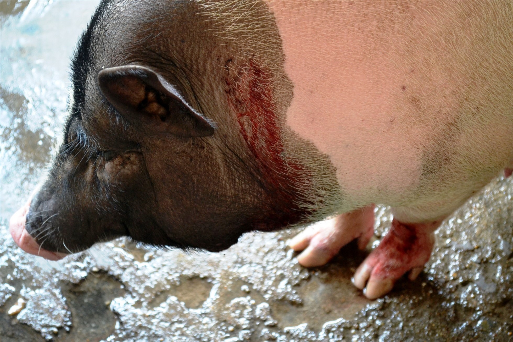 Nhiều con lợn bị phản ứng và chết sau khi tiêm vaccine dịch tả lợn Châu Phi. Ảnh: Viên Nguyễn