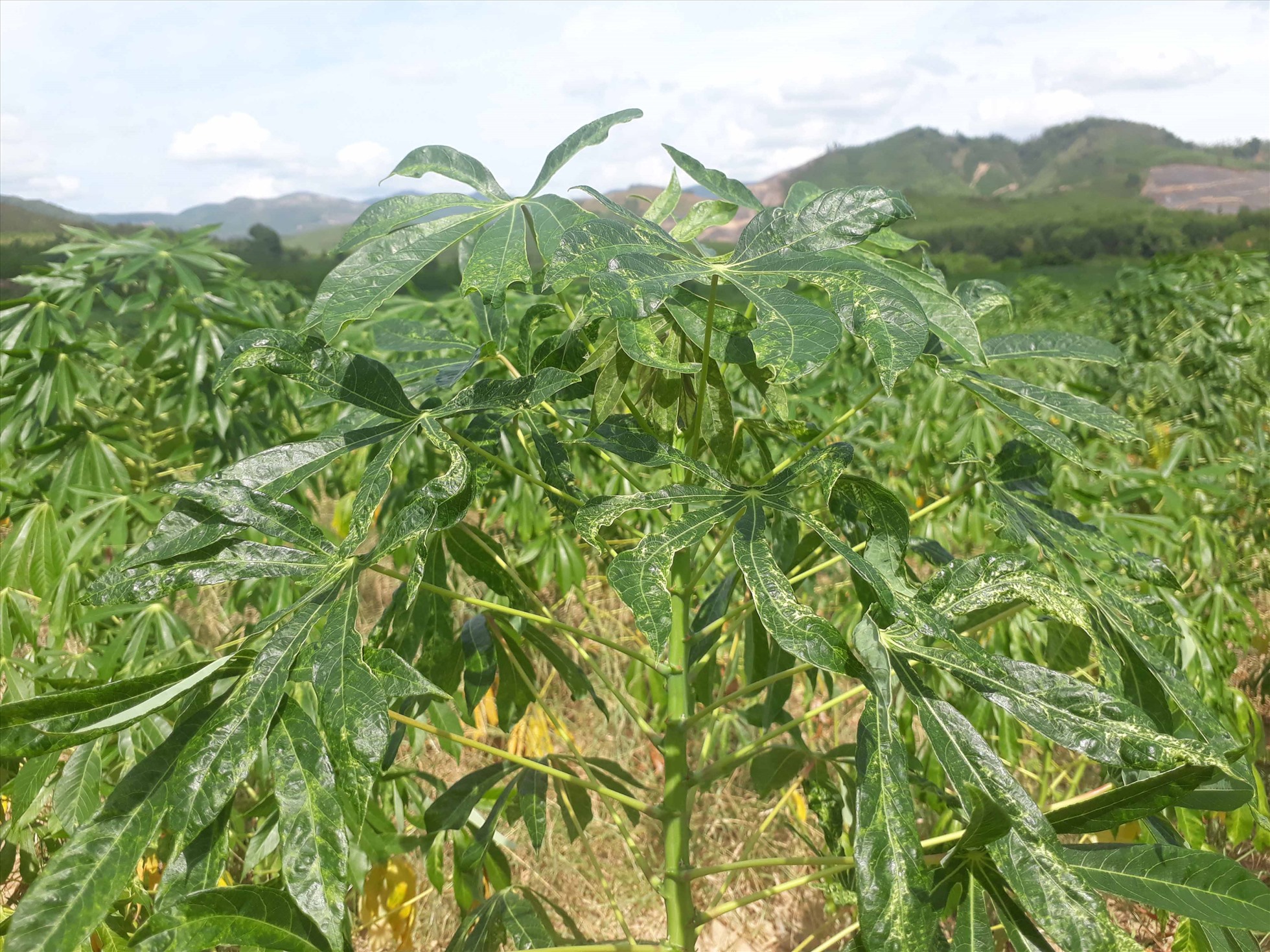Hơn 14.500ha cây sắn trên địa bàn tỉnh Phú Yên bị mắc bệnh khảm lá virus.