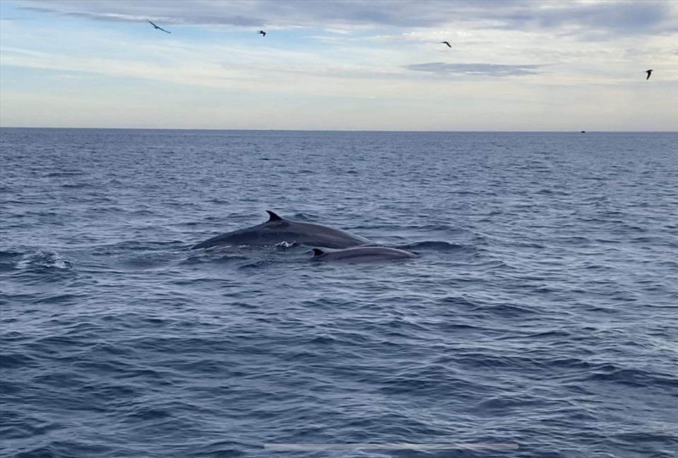 Đàn cá voi xanh đang kiếm ăn trên biển Đề Gi (Bình Định).