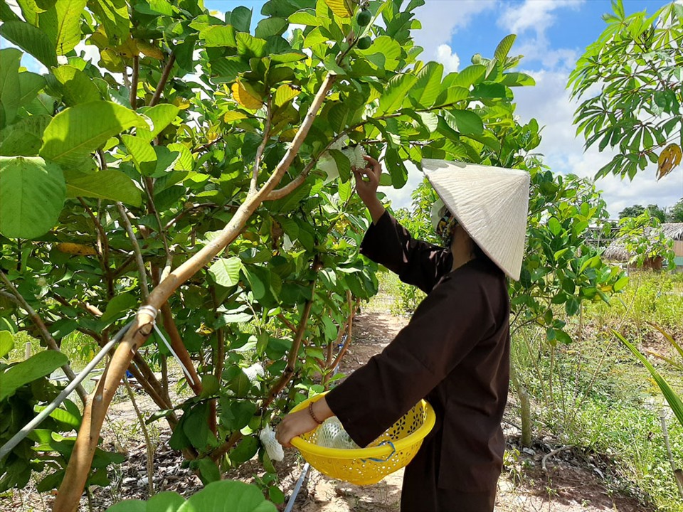 Hoạt động tham quan, hái ổi - Ảnh: Tổng cục Du lịch