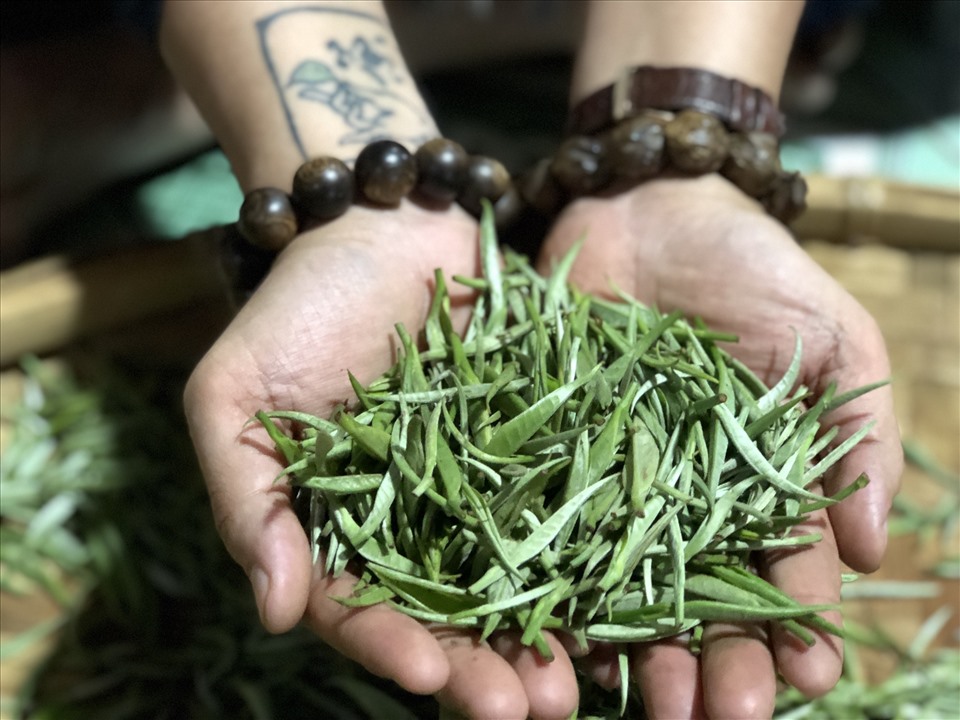Không chỉ được tìm hiểu về nguồn gốc của cây trà shan tuyết ở Hà Giang, du khách còn được tự tay hái trà, tham gia vào quá trình thu hoạch, chế biến.