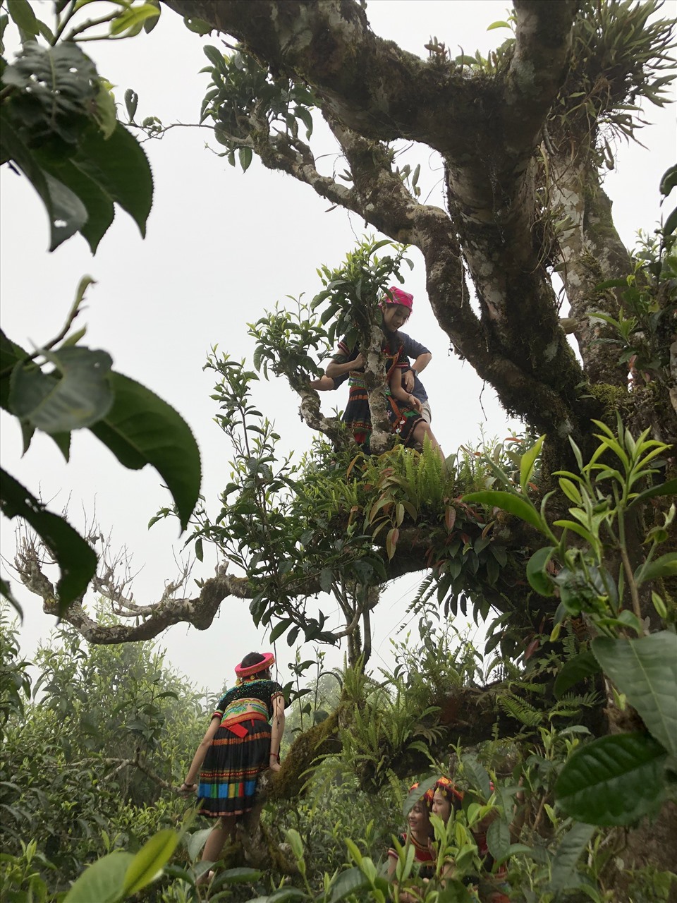 Từ hometay, du khách có thể theo tour đi tham quan nương trà ở sườn núi Tây Côn Lĩnh, với những cây trà khổng lồ lên đến hàng vài trăm năm tuổi.