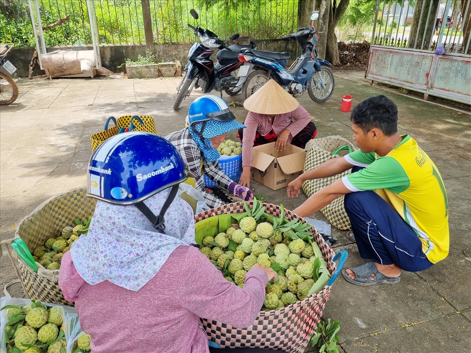 Ông Huỳnh Thol đang bán mãng cầu ta cho thương lái