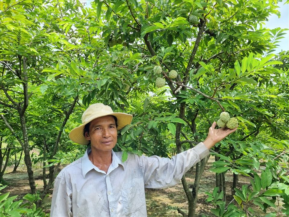 Nông dân Huỳnh Thol là một trong những người tiên phong trồng mãng cầu ta và thành công kỹ thuật cho trái mùa nghịch ở TX. Vĩnh Châu, Sóc Trăng