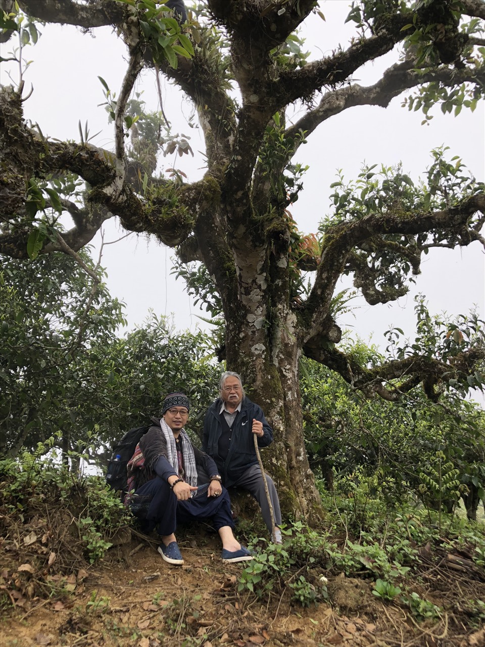 Du khách thích thú với những tour khám phá trà Shan tuyết.