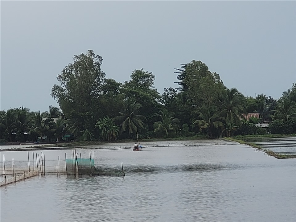 Trên các cánh đồng sau thu hoạch lúa có rất nhiều bát quái được người dân đặt để bắt cá, tôm