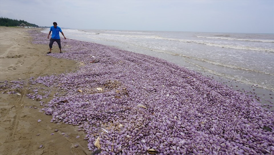 Hàng triệu con ngao chết trôi dạt vào bờ biển ở thị xã Nghi Sơn, Thanh Hóa. Ảnh: Q.D