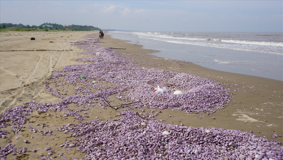 Lượng ngao chết kéo dài hàng km trên bãi biển của thị xã Nghi Sơn, Thanh Hóa. Ảnh: Q.D