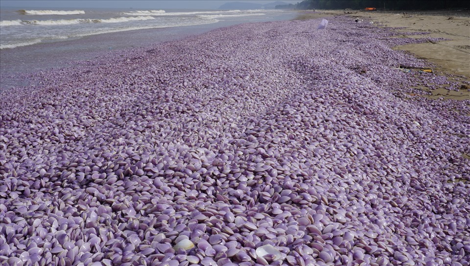 Có đến hàng triệu con ngao (chỉ còn mỗi vỏ) dạt vào bờ biển và chất thành từng đống. Ảnh: Q.D