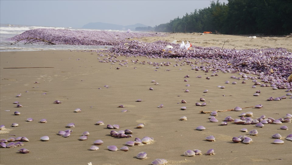 Theo ghi nhận của Lao Động, trong ngày 9.8, trên dọc bãi biển của phường Hải Lĩnh, thị xã Nghi Sơn, tỉnh Thanh Hóa xảy ra hiện tượng ngao (ngao giấy) chết hàng loạt, trải dài hàng km.
