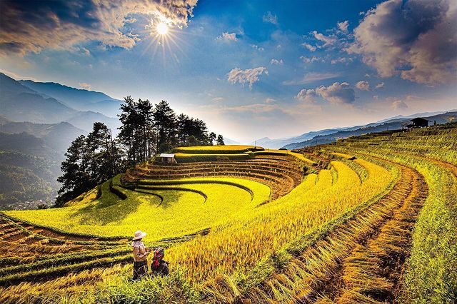 Mù Cang Chải mùa lúa đã ngả vàng Ảnh: @tuantran_66