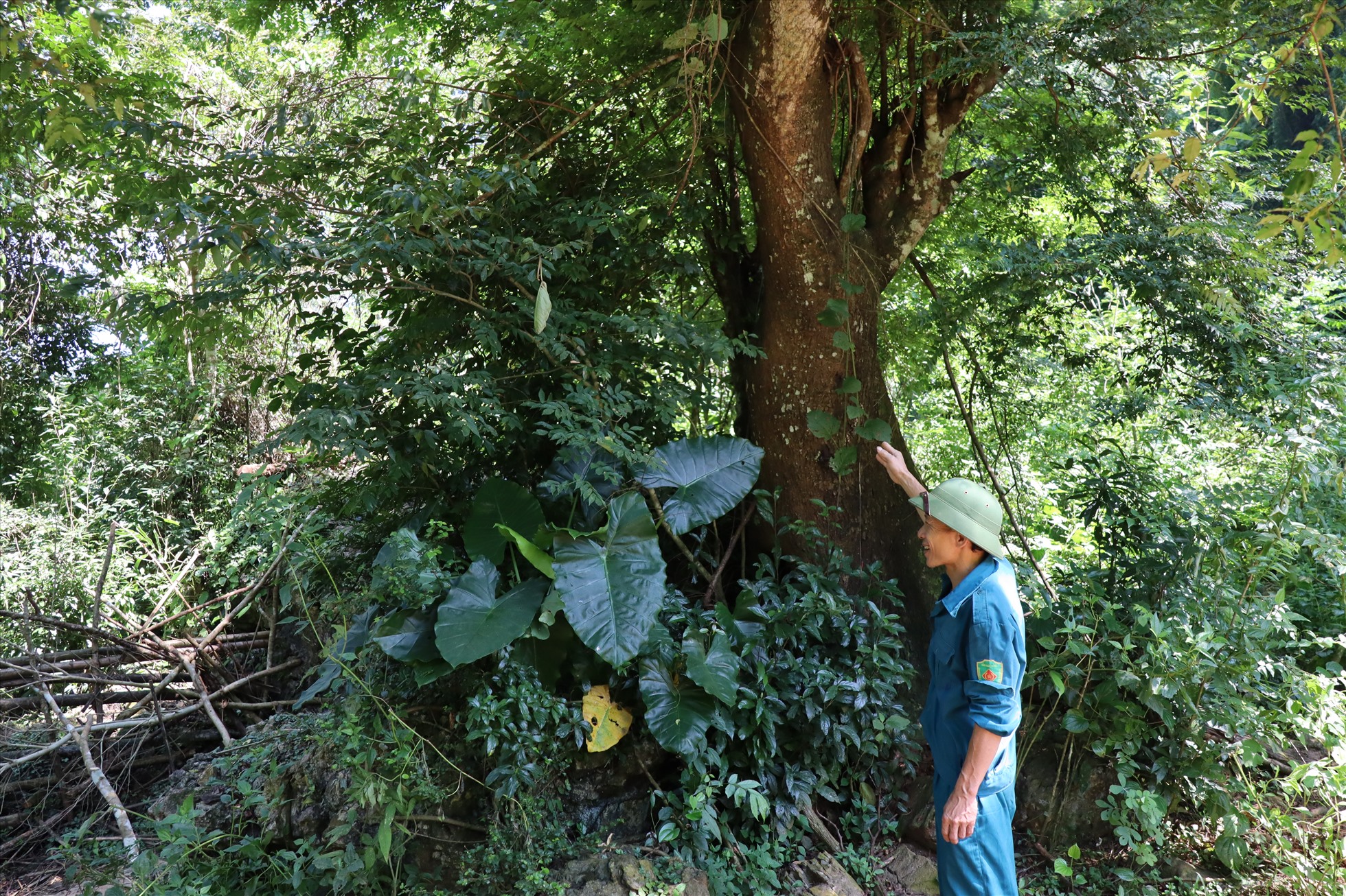 Thành viên Tổ tuần tra kiểm tra cây gỗ Xà Bùng.