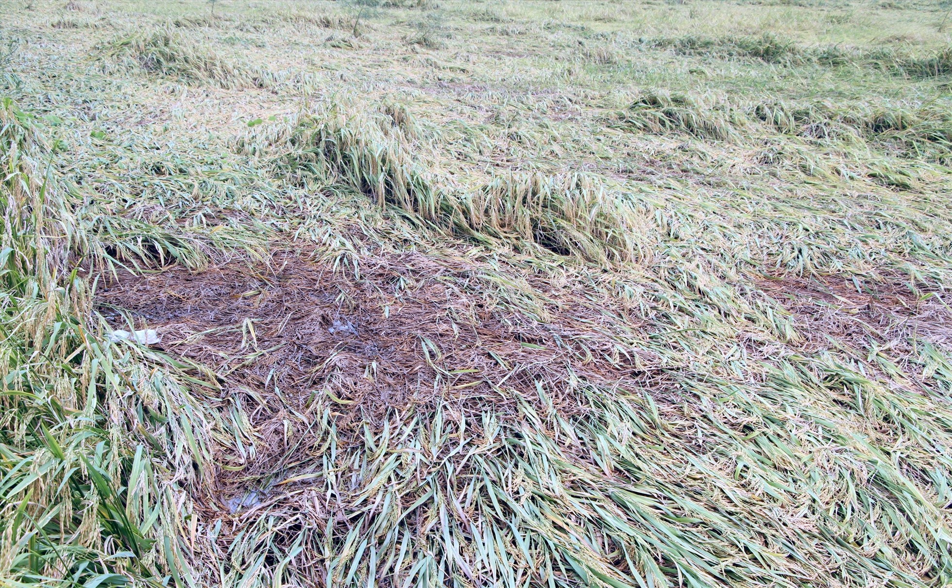 Nhiều diện tích lúa tại tỉnh Bạc Liêu ảnh hưởng thời tiết sập khi đến ngày thhuh hoạch, trong khi các chủ máy gặt khó tìm mua dầu đẩy nông dân vào thế khó. Ảnh: Nhật Hồ