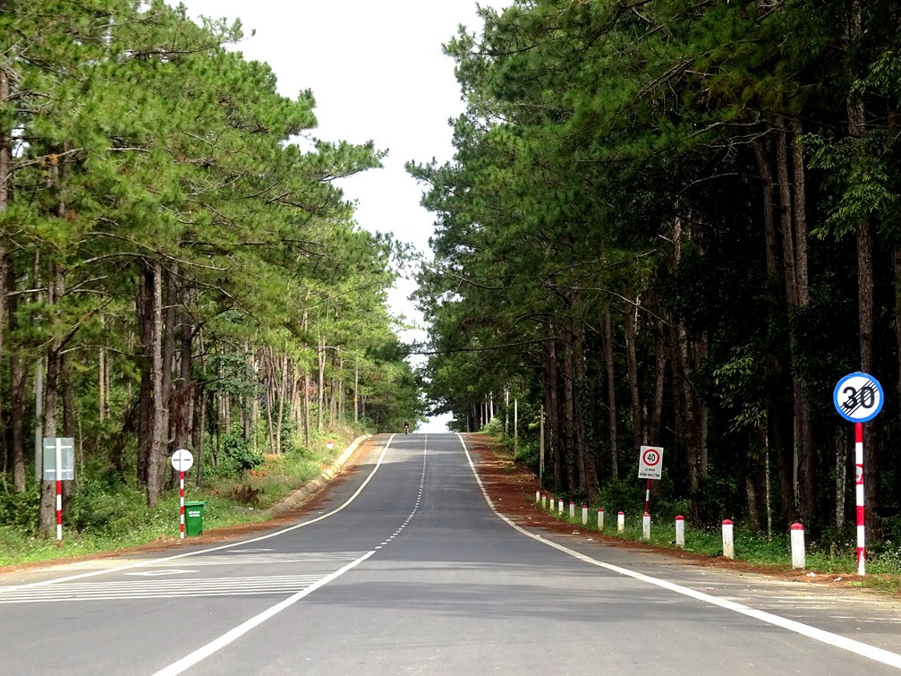 Rừng thông Măng Đen Ảnh: Hình ảnh Kon Tum