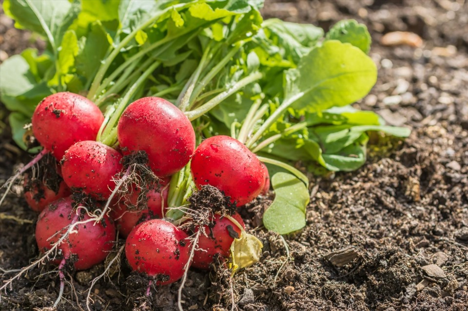 Cách trồng củ cải đỏ khá đơn giản giúp các bà nội trợ hoàn toàn tự tin giep trồng, chăm bón trong nhà. Ảnh: Xinhua
