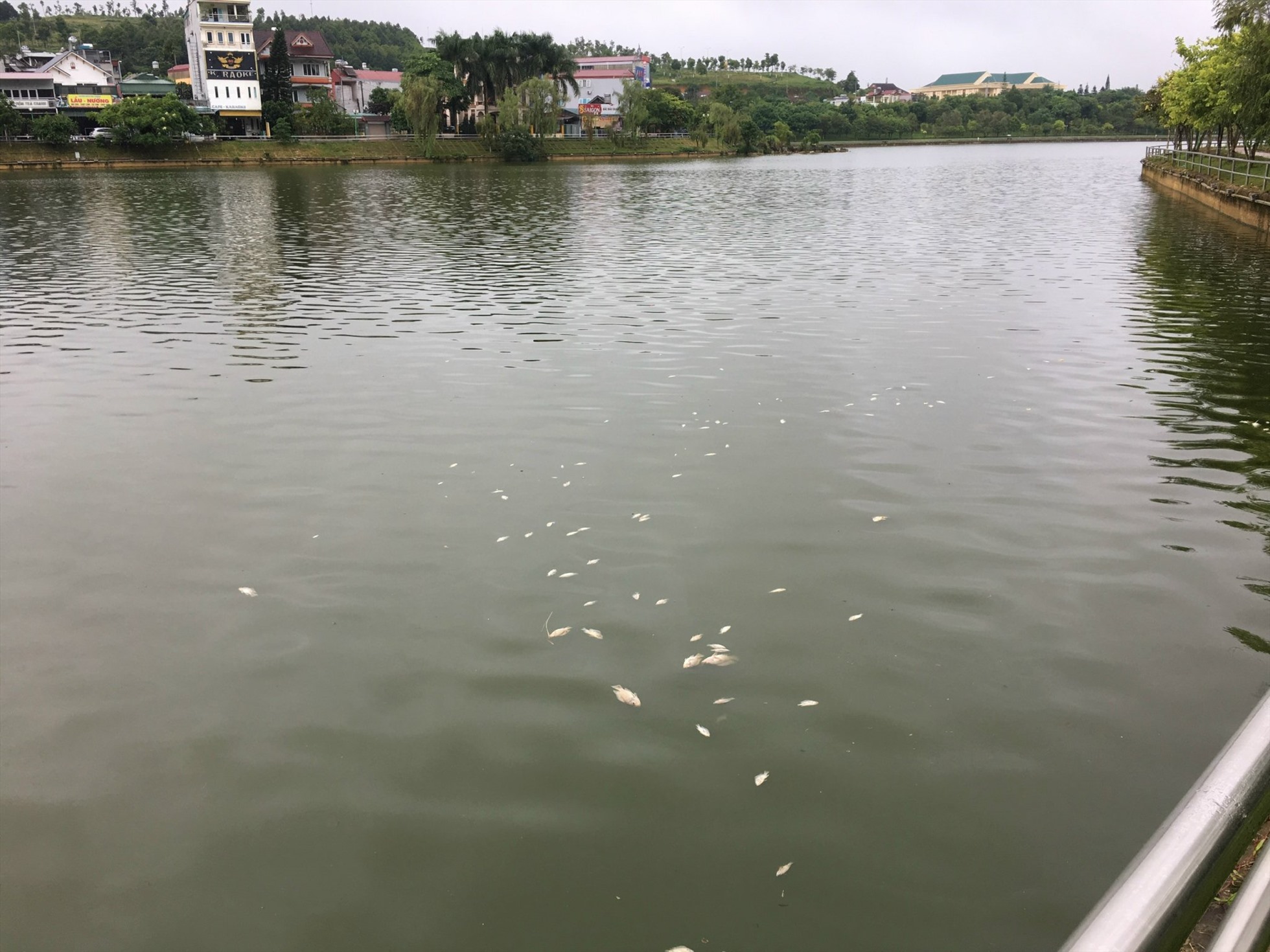 Hồ điều hòa nằm giữa TP.Lai Châu có cảnh quan rất đẹp nhưng do hiện tượng cá chết kéo dài không được xử lý khiến người dân bức xúc.