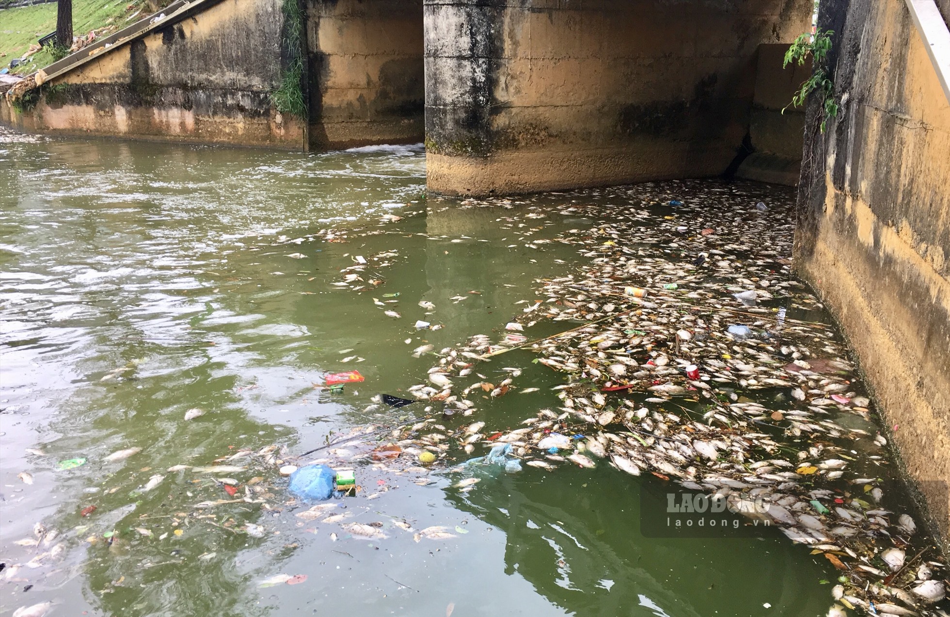 Nhiều ngày nay, lượng lớn cá chết trắng trôi dạt vào bờ tại hồ điều hòa giữa lòng TP.Lai Châu khiến không khí quanh khu vực bị ô nhiễm nghiêm trọng.