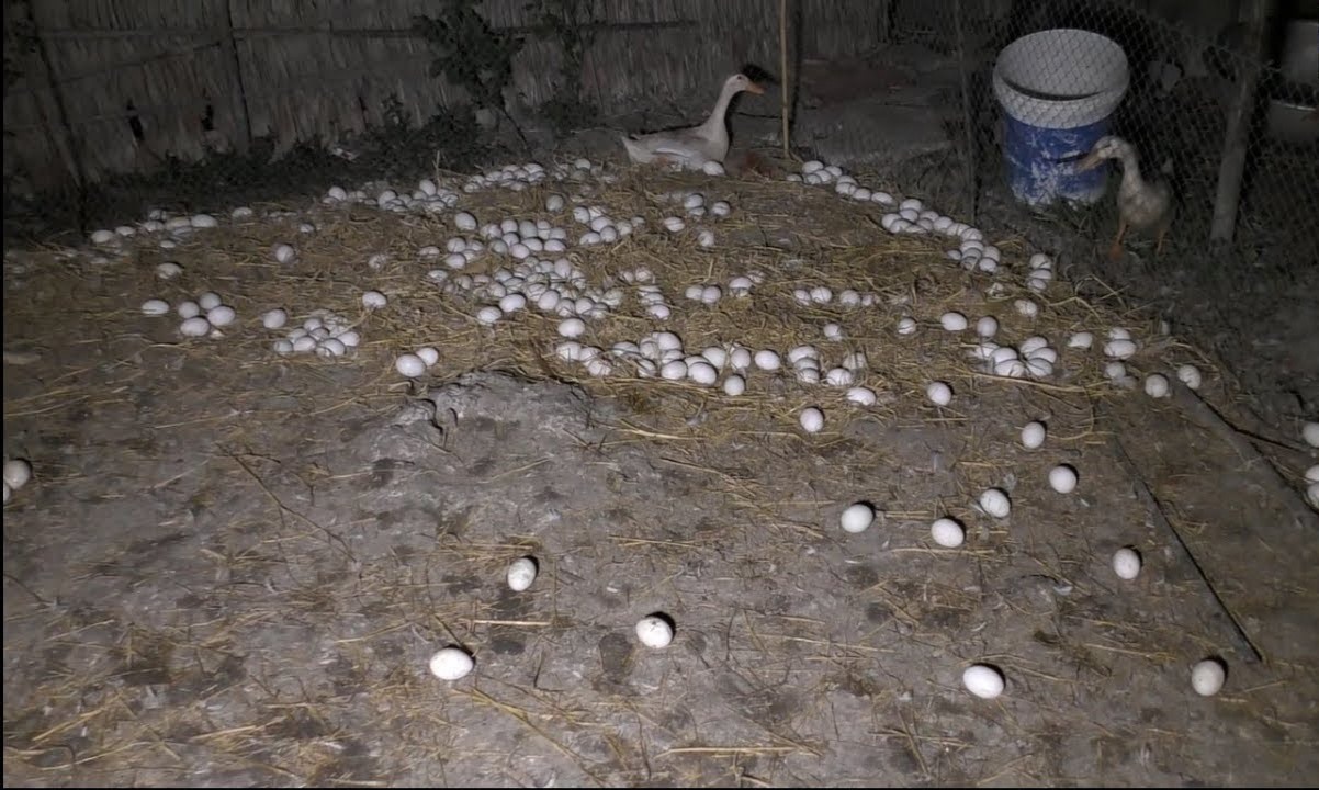 Đàn vịt nhà ông Nguyễn Văn Vinh đẻ mỗi đêm khoảng 2.300 trứng