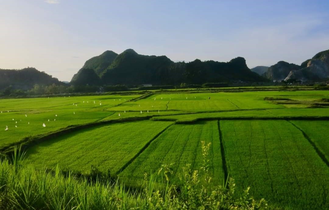 Xuất khẩu gạo của Việt Nam có thêm nhiều cơ hội khi Ấn Độ cấm xuất khẩu gạo tấm và tăng thuế xuất khẩu đối với nhiều nhóm lúa, gạo khác. Ảnh: Vũ Long