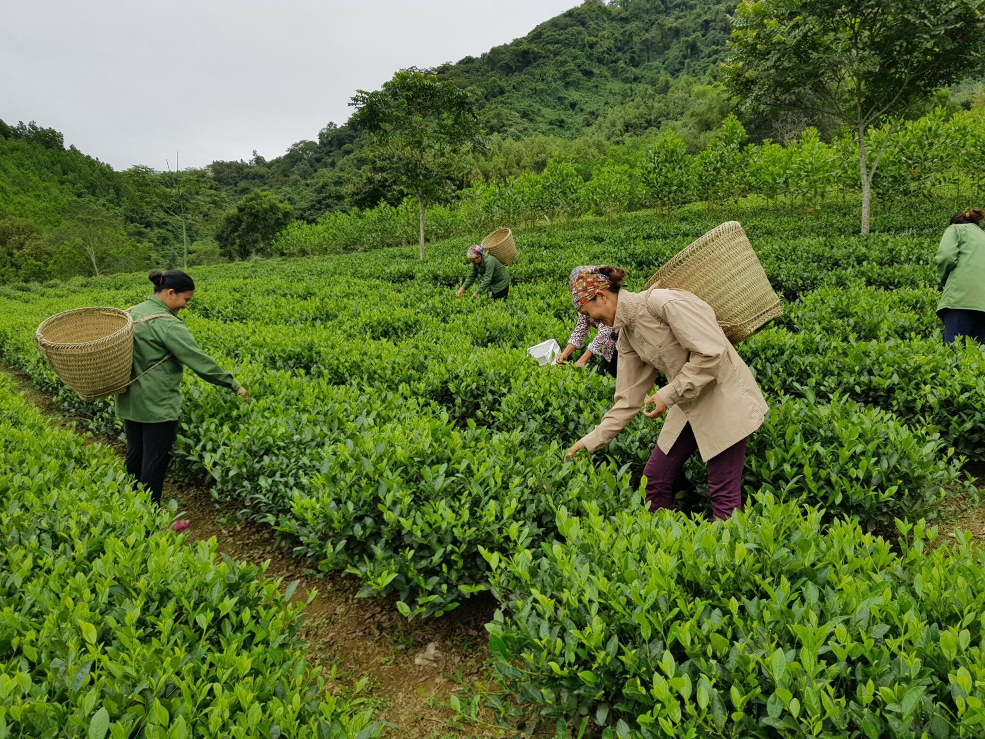 Việc nghiên cứu, ứng dụng khoa học công nghệ đã tập trung phục vụ phát triển nông lâm nghiệp, thủy sản trên địa bàn tỉnh Tuyên Quang. Ảnh: KHCN