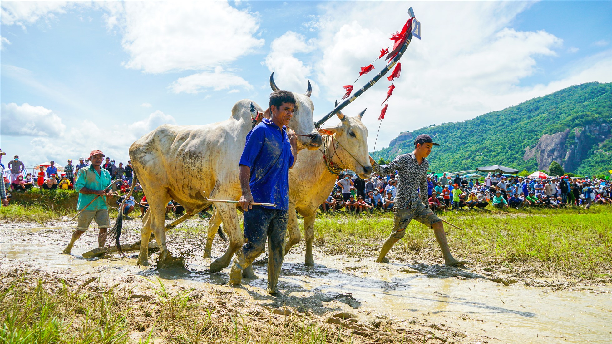 Đây là môn thể thao mang đậm dấu ấn văn hoá Khmer Nam Bộ. Năm 2016, Lễ hội Đua bò Bảy Núi đã được Bộ Văn hóa Thể thao và Du lịch công nhận là di sản văn hoá phi vật thể Quốc gia.