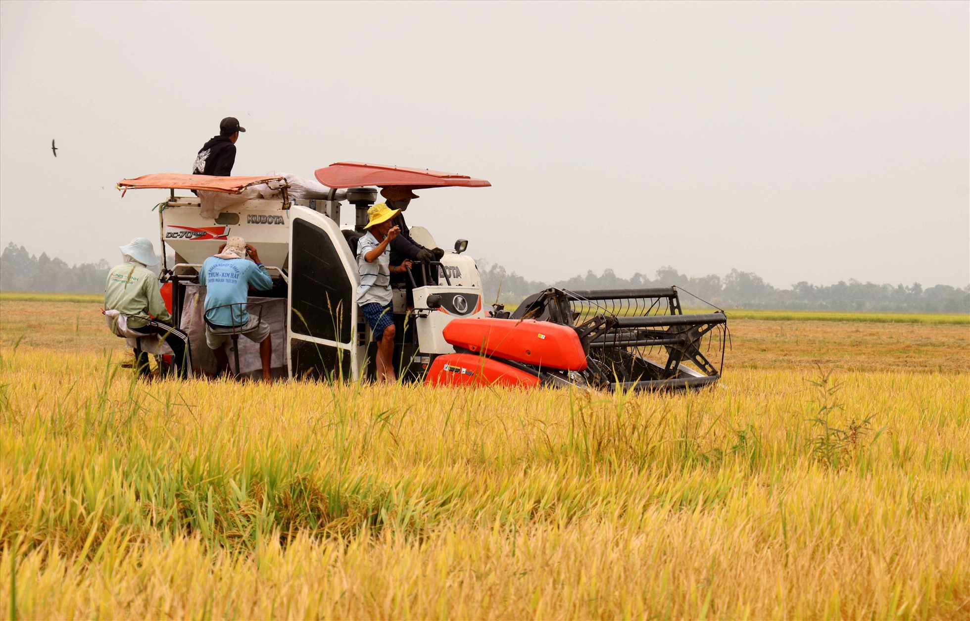 Theo nhiều chuyên gia, cơ hội để giá lúa gạo tăng tốc theo hướng có lợi cho người trồng lúa đang lớn dần. Ảnh: LT
