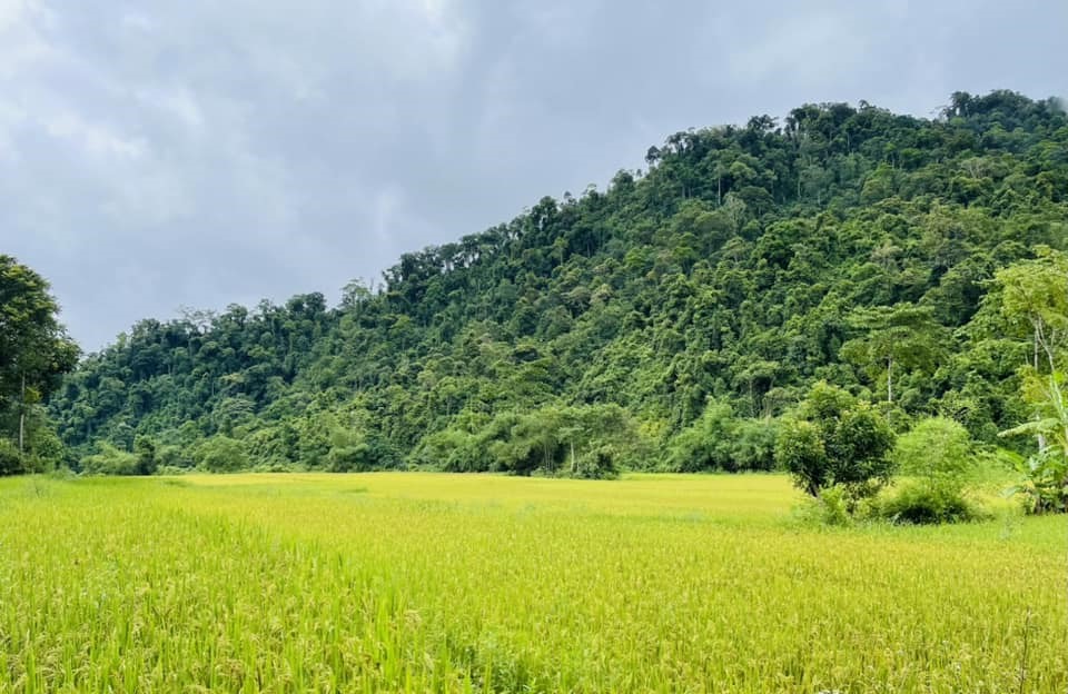 Tại đây, du khách còn có thể chiêm ngưỡng những biển vàng lúa chín thẳng cánh cò bay, xen lẫn với non xanh nước biếc đầy nên thơ, tuyệt đẹp. Ảnh: FBNV