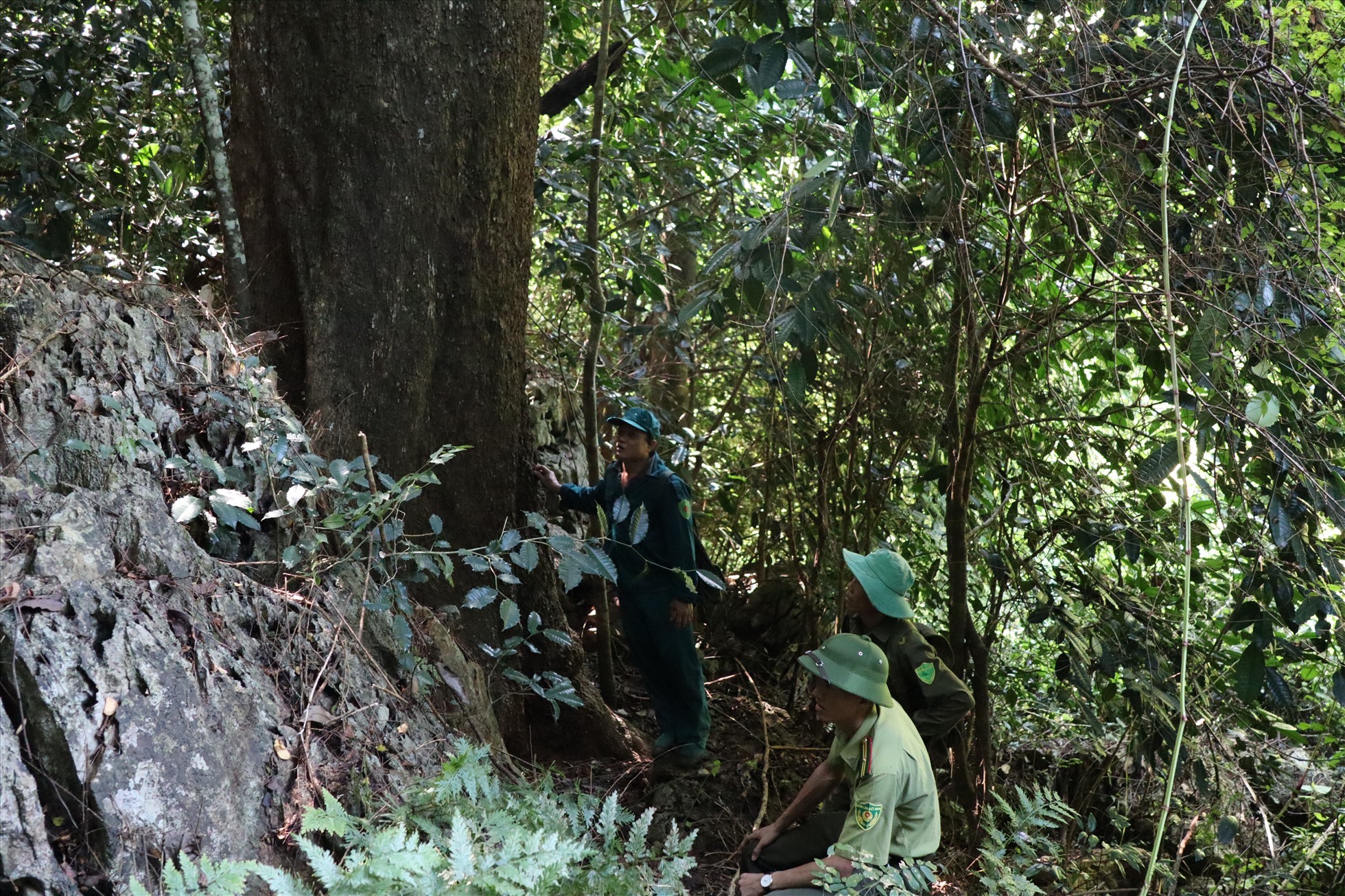 Rừng ở xã Vạn Mai giáp ranh Khu bảo tồn thiên nhiên Pù Luông (Thanh Hóa) nên còn nhiều cây gỗ lâu năm, giá trị.